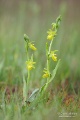 Ophrys_sphegodes_14